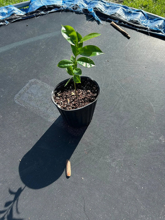 Organic Soursop Tree 5-inch Pot | Guanábana Annona muricata Tropical Fruit Tree for Garden or Patio