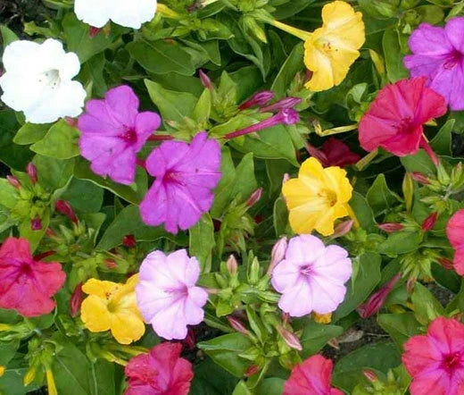 Four O'Clock Flower Seeds - Mirabilis jalapa, Pink, Yellow, White, Fragrant, Garden, Container, Perennial Seed Packet