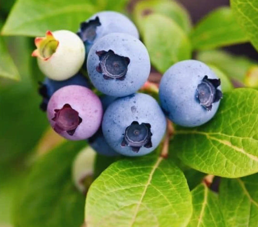 Live Sunshine Blueberry Plant – 4-6 Inches Tall – Rooted Vaccinium corymbosum Blueberry Plant