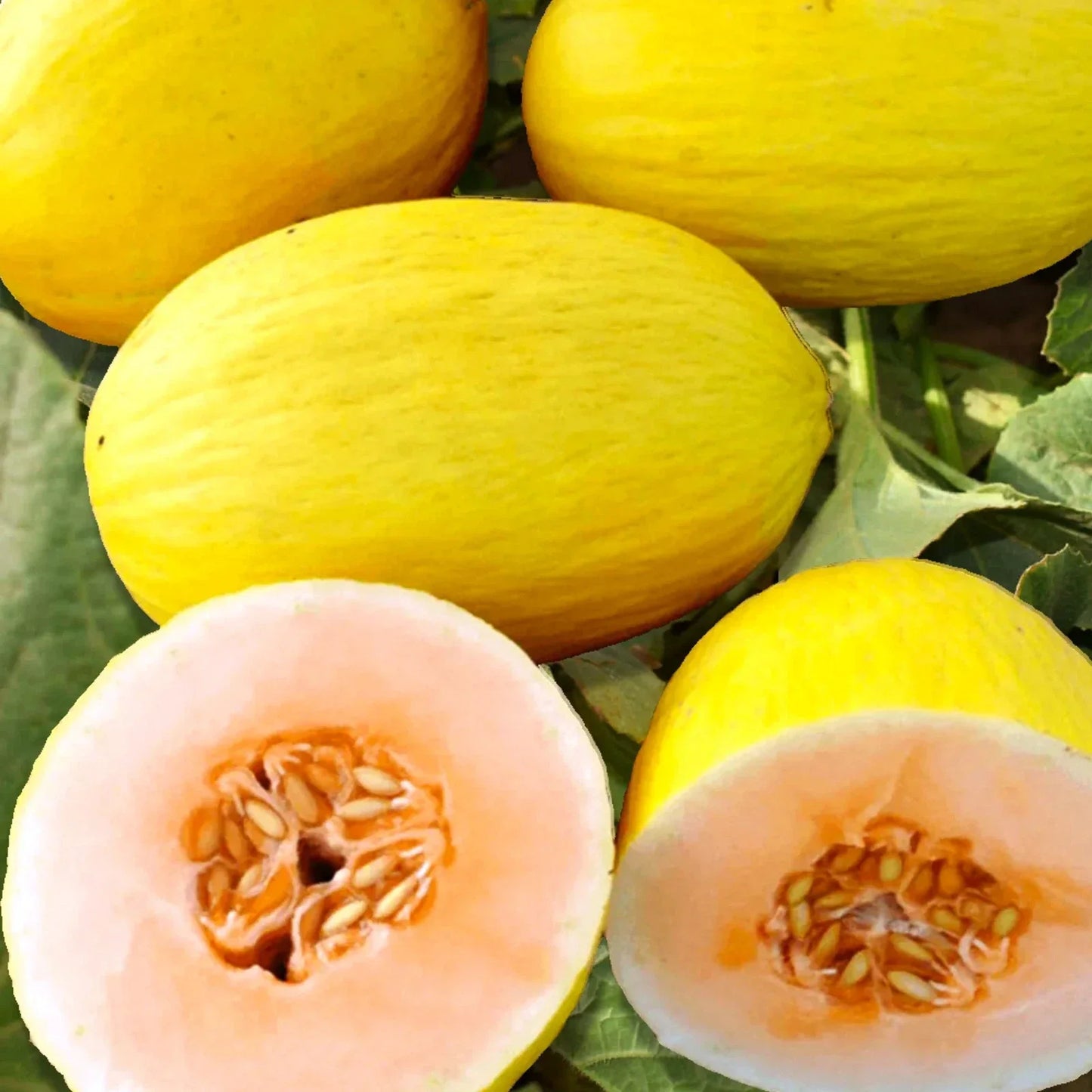 Crenshaw Melon Seeds - Heirloom Yellow Flesh - Cucumis melo - Vining, Summer Fruit, 25 Seeds