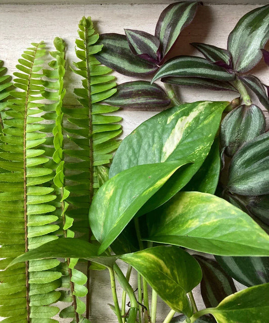 Live Plant Cuttings Pack – 15 Varieties including Pothos, Ferns, Wandering Jew – Epipremnum aureum, Nephrolepis exaltata, Tradescantia zebrina