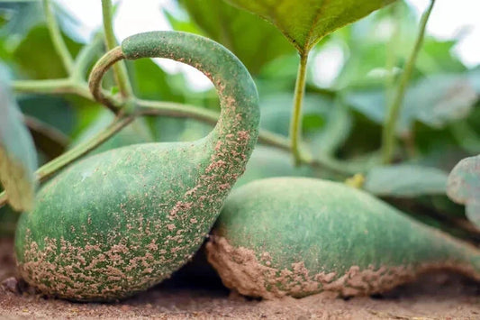 Penguin Gourd Seeds, 25+ Non-GMO Cucurbita pepo for Garden Planting, Decorative Gourds, Fall Crafts, Vining, Easy to Grow