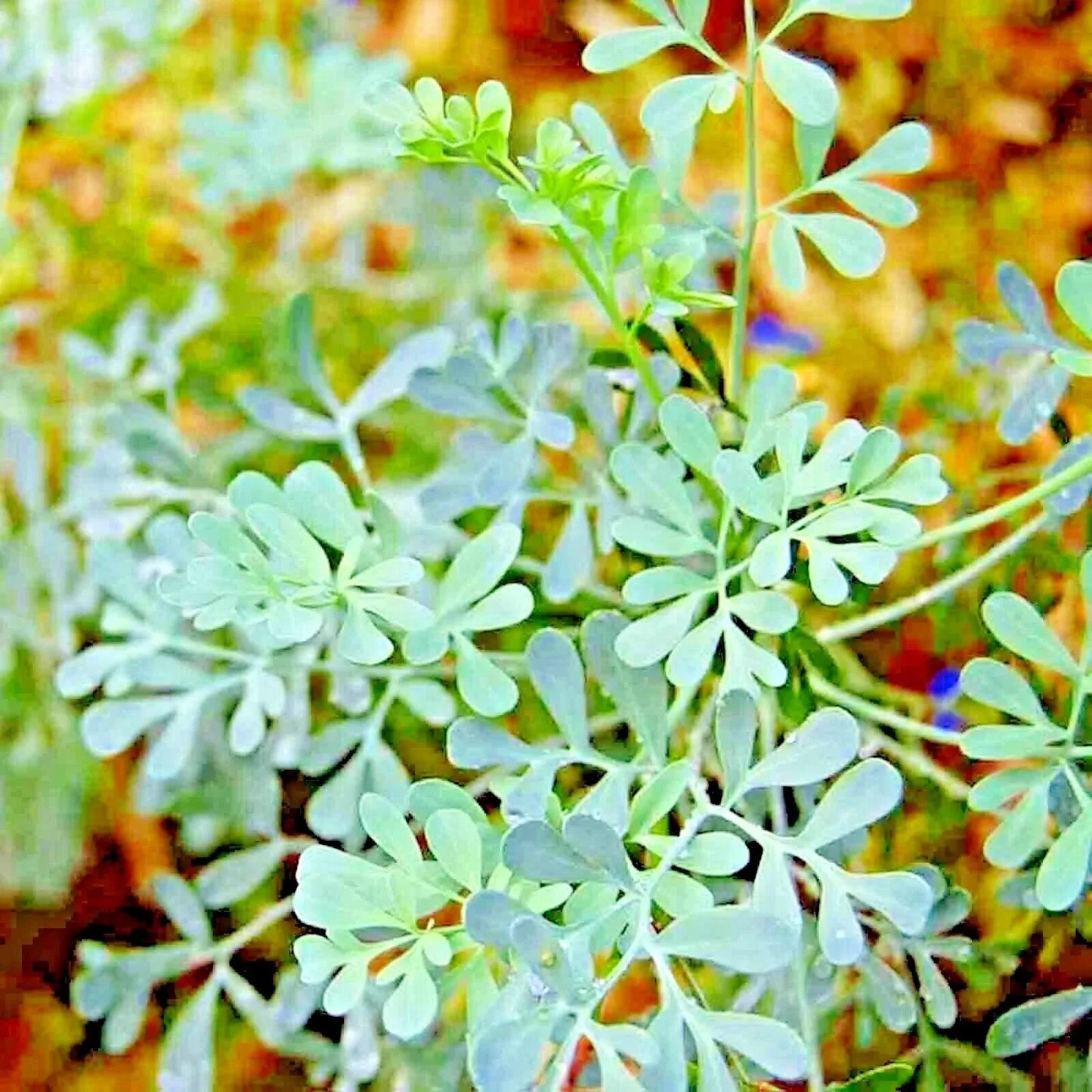 Rue Seeds - 300+ Heirloom Herb for Pest Control & Culinary Use - Ruta graveolens - Organic Insect Repellent Plant Seed Packet