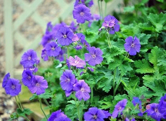 Johnson's Blue Geranium Seeds - 25+ Pack, Perennial Flower Seeds, Geranium 'Johnson's Blue', Blue Blooms, Easy to Grow, Non-GMO, USA