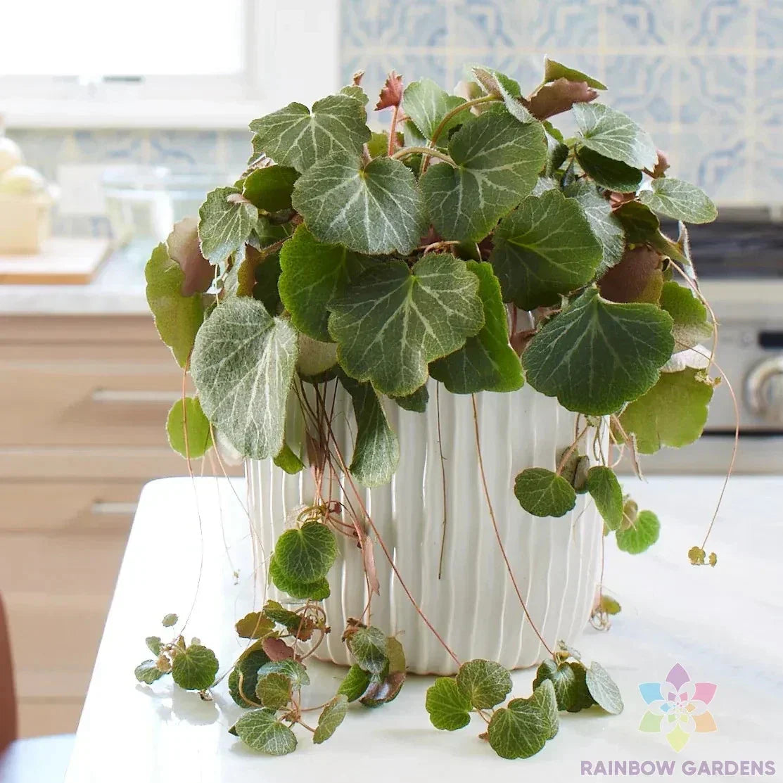 Strawberry Begonia Seeds - 25 Pack Perennial Ground Cover Saxifraga stolonifera for Garden & Containers
