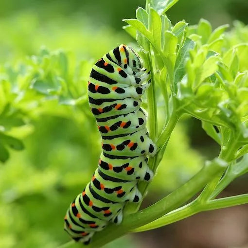 Curled Parsley Seeds 500 Count Non-GMO Herb for Culinary Use & Butterfly Garden Petroselinum crispum