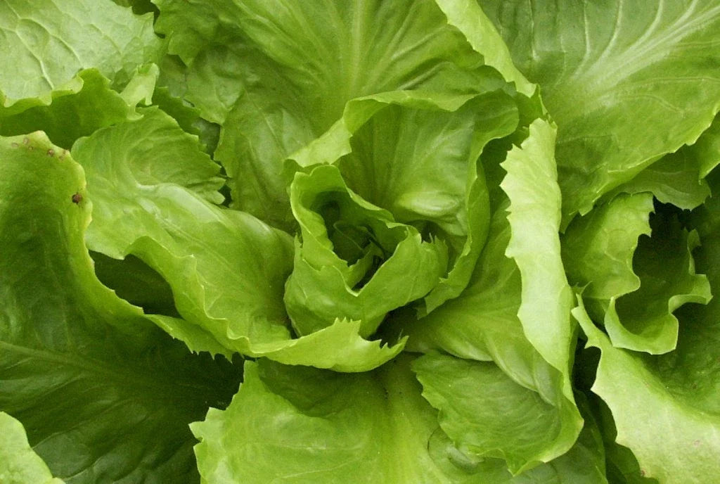 Endive Seeds - Batavian Full Heart Variety for Salad and Cooking - Cichorium endivia Non-GMO Seeds