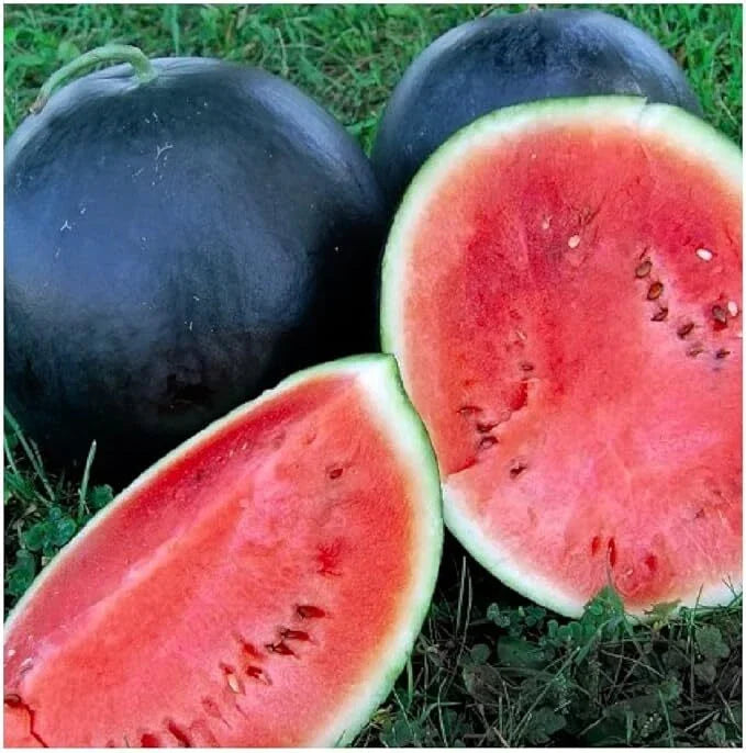 Black Diamond Watermelon Seeds – Non-GMO Citrullus lanatus for Large Juicy Watermelons, Home Garden, Free Shipping