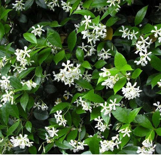Star Jasmine Cuttings - 10 Pack, Trachelospermum jasminoides, Fragrant Vines, Easy to Grow, Garden & Indoor Plant Collection