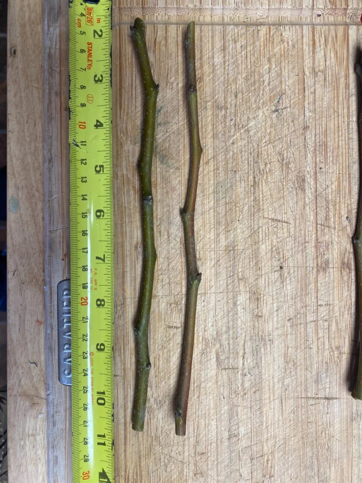 Fruit Tree Cuttings Collection – Apple, Plum, Peach, Fig, Cherry, Mulberry Scion Wood for Grafting – Malus, Prunus, Ficus, Morus