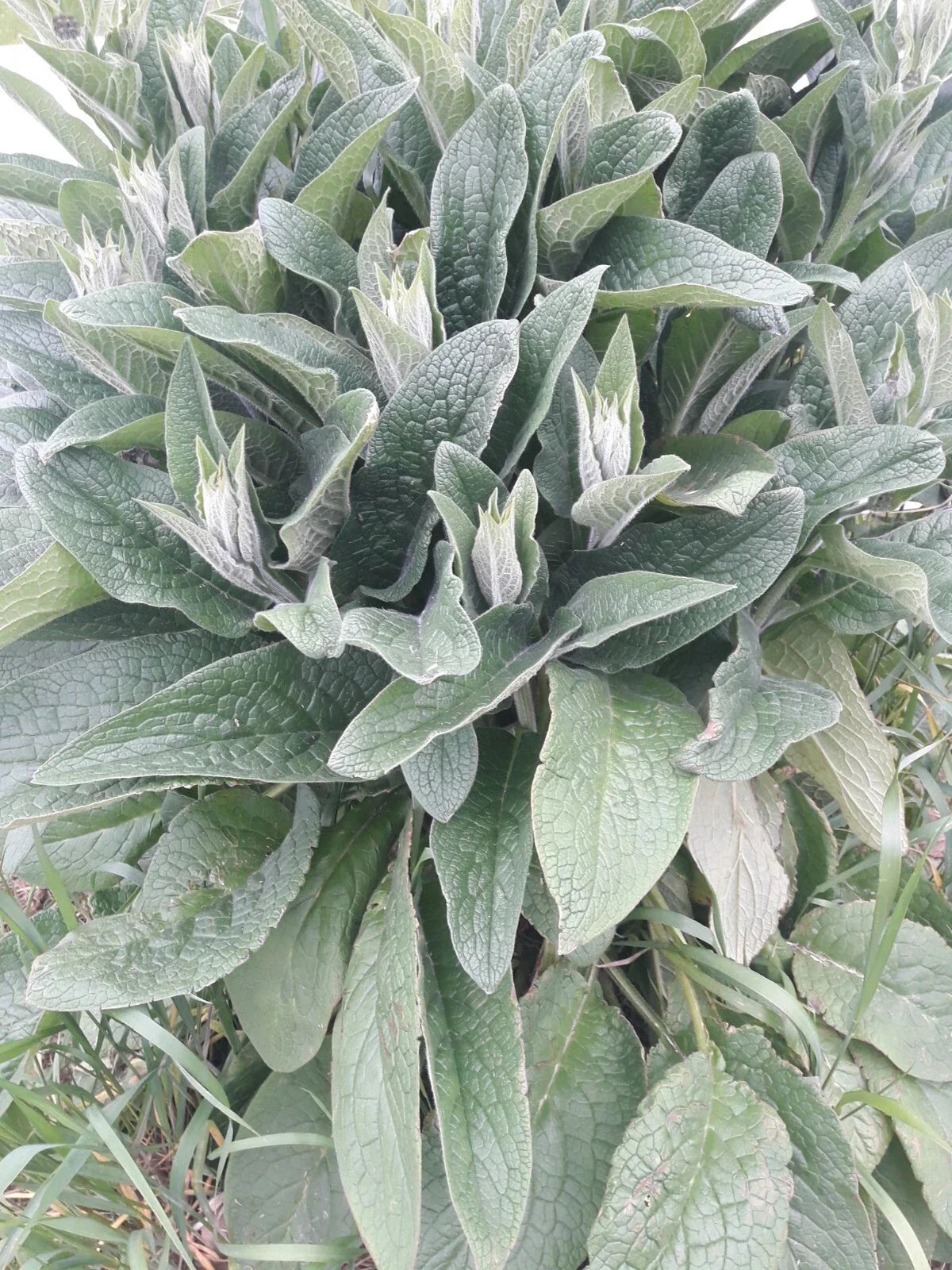 Comfrey Root Cuttings LIVE 3-4" Bocking 4 Symphytum officinale Organic Herb for Garden, Medicinal, Landscaping