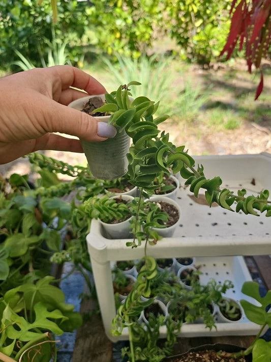 Lipstick Plant Aeschynanthus Twisted Rasta 2.5" Pot – Indoor Houseplant with Bright Red Blooms, Twisted Foliage, Easy Care
