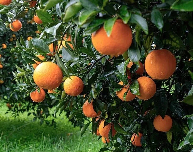 California Navel Orange Scions Cuttings 6-8 inches for Grafting Citrus sinensis Seedless Fruit