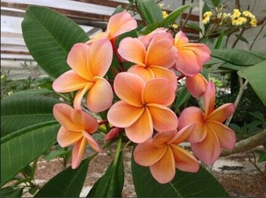 Light Pink Orange Plumeria Seeds | Perennial Frangipani Seeds for Gardens & Landscaping | Plumeria rubra 5 Pack