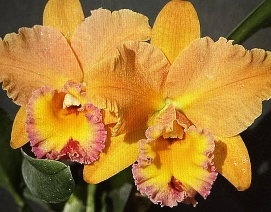 Jessie Lee Orchid Plant 1 Stem Bare Root No Pot Phalaenopsis Dendrobium for Indoor Garden