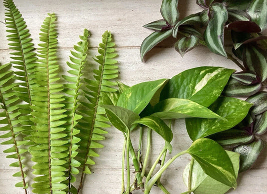 House Plant Variety Pack - 15 Rooted Indoor Plants - Pothos, Snake Plant, Philodendron - Easy Care Greenery for Home Decor