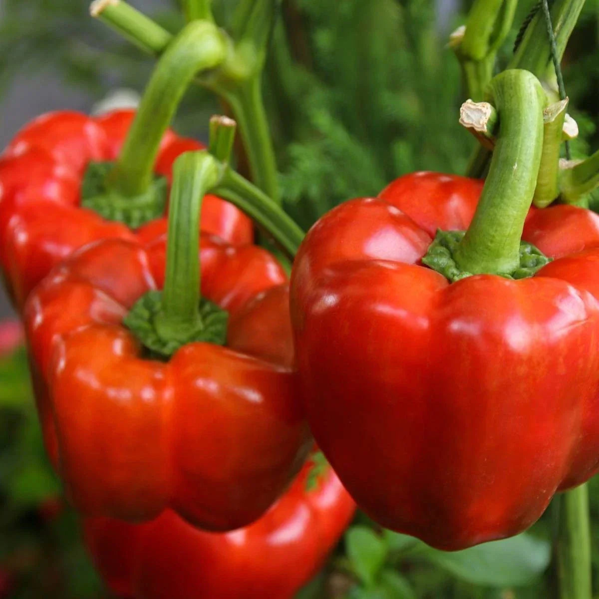 Yolo Wonder Improved Bell Pepper Seeds – Non-GMO, 100+ Seeds, Capsicum annuum, Sweet, Juicy, Container Gardening, Culinary Use