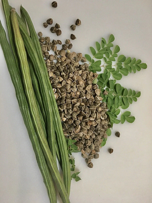 Moringa Seeds for Planting - 100+ Non-GMO Fast Growing Moringa Oleifera Seeds for Home Garden and Landscaping