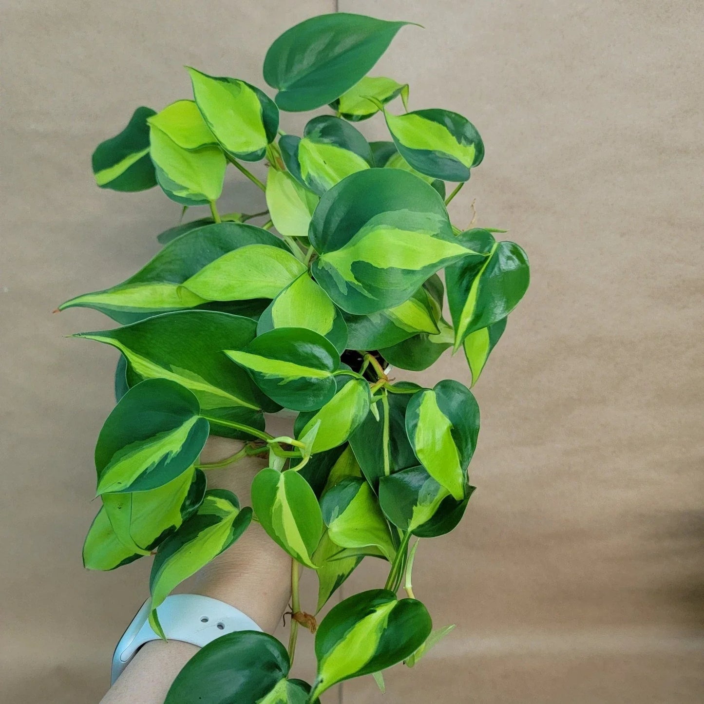 Philodendron Brasil Plant - 4-Inch Pot Tropical Indoor Plant with Variegated Green and Yellow Leaves - Easy Care & Air Purifier - Philodendron hederaceum