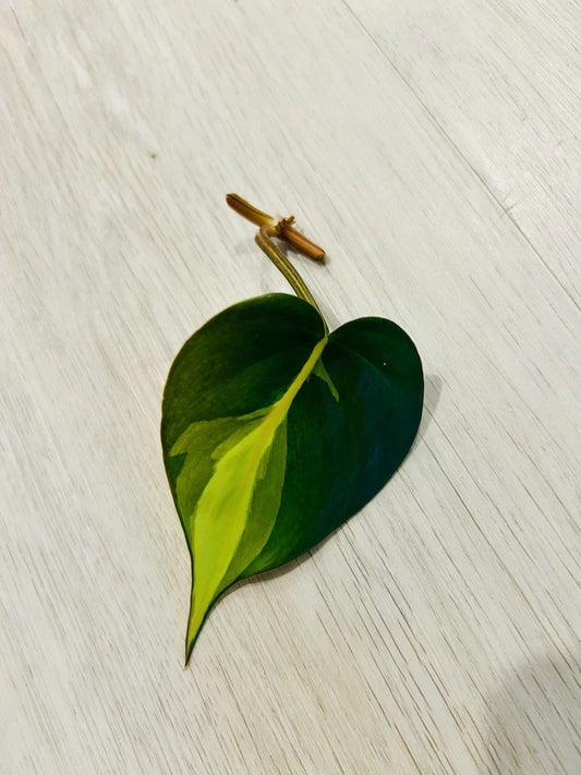 Philodendron Cutting Nodes for Propagation – Brasil Variety with Heart-Shaped Leaves – Indoor Plant Propagation Supplies