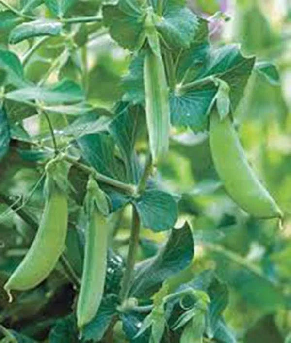 Early Alaska Pea Seeds, Heirloom Non-GMO, Over 100 Pisum sativum Vegetable Seeds for Garden or Container Planting
