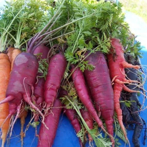 Atomic Red Carrot Seeds - 1000+ Non-GMO Heirloom Daucus carota for Home Garden, Full Sun, Easy to Grow, Free Shipping