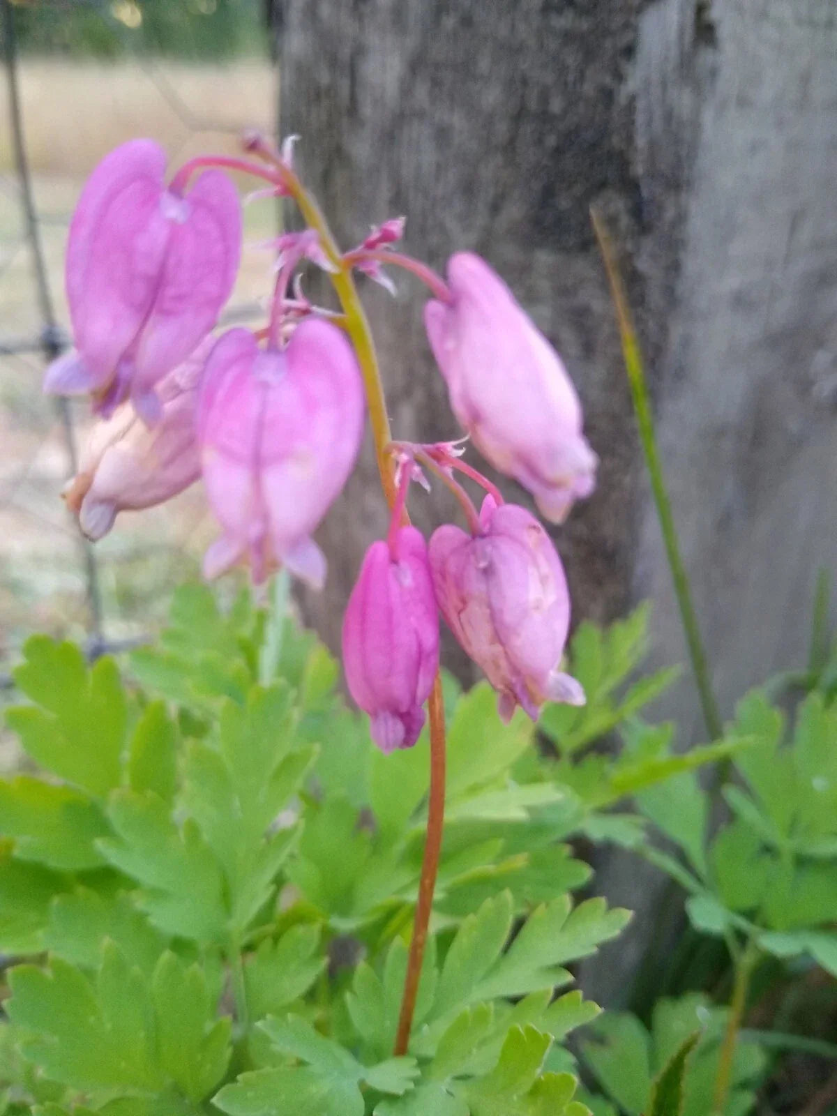 Bleeding Hearts Live Plants - 5 Bare Root Pink Dicentra spectabilis Perennials for Shade Gardens