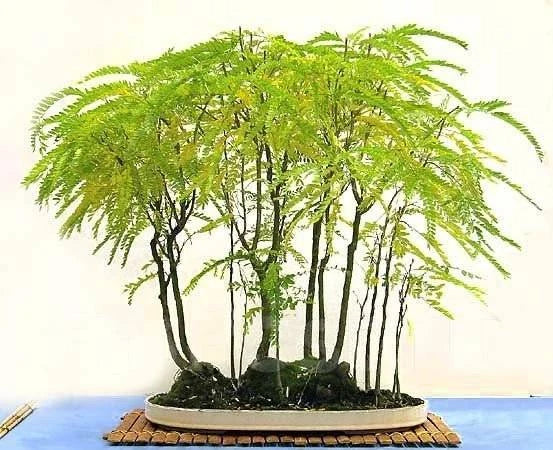 Thornless Honey Locust Tree Seeds Pack of 20 | Gleditsia triacanthos var. inermis for Bonsai & Outdoor Landscaping