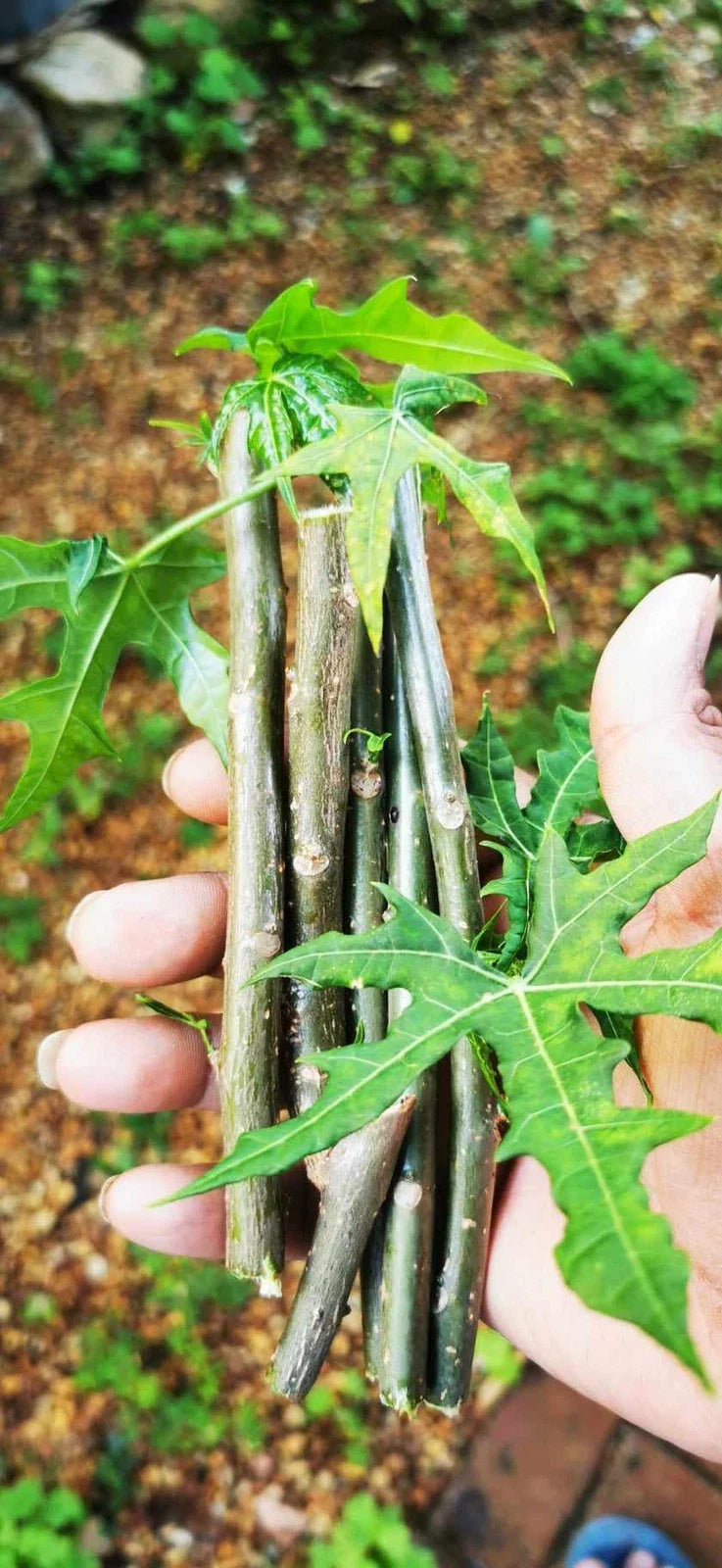 Tree Spinach Cuttings | Edible Chaya Mayan Spinach | High Nutritional Value | Cnidoscolus aconitifolius