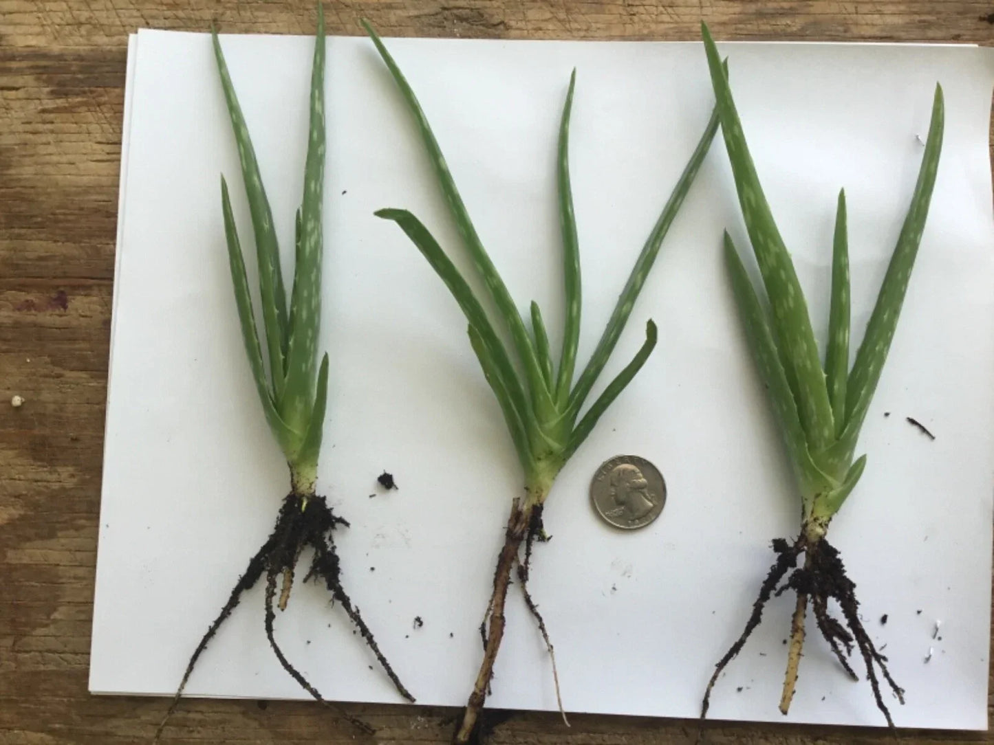 Organic Aloe Vera Plant - Bare Rooted Live Succulent - Aloe barbadensis Miller for Indoor & Outdoor Gardening