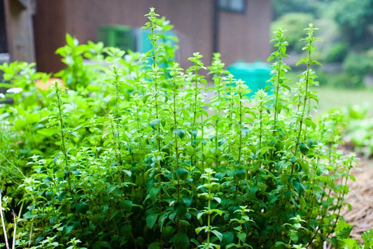 Oregano Seeds, 750 Non-GMO Perennial Herb, Culinary Spice, Origanum vulgare, Garden & Kitchen Planting