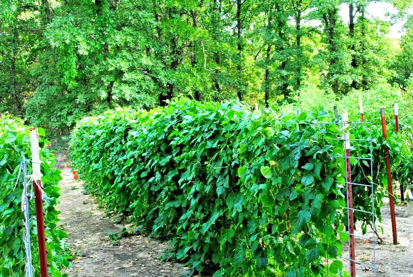 Blue Lake Pole Beans Seeds – 50+ Non-GMO Heirloom Phaseolus vulgaris for Vegetable Garden, Climbing Vine, Full Sun