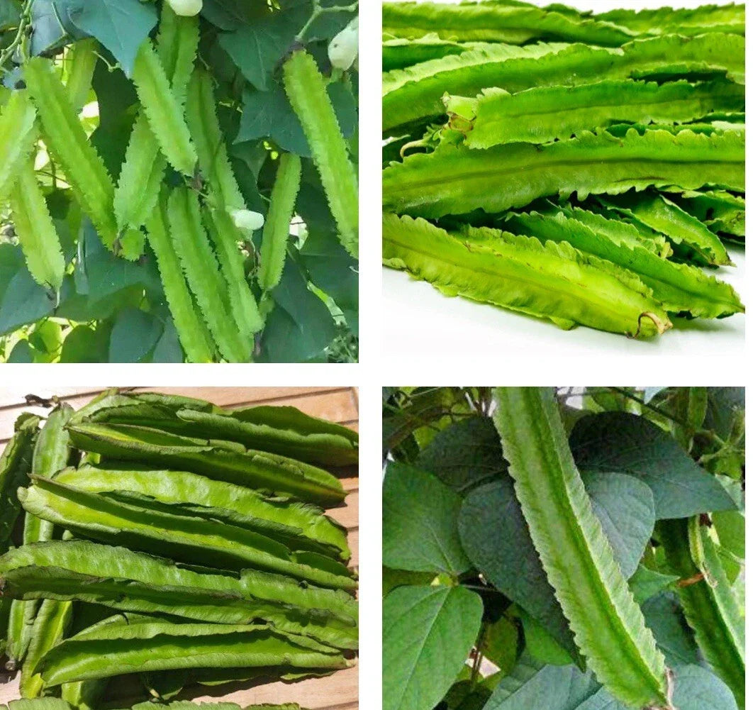 Winged Bean Seeds Pack - Psophocarpus tetragonolobus, Edible Pods, Climbing Vine, Full Sun, 20+ Seeds, Free US Shipping
