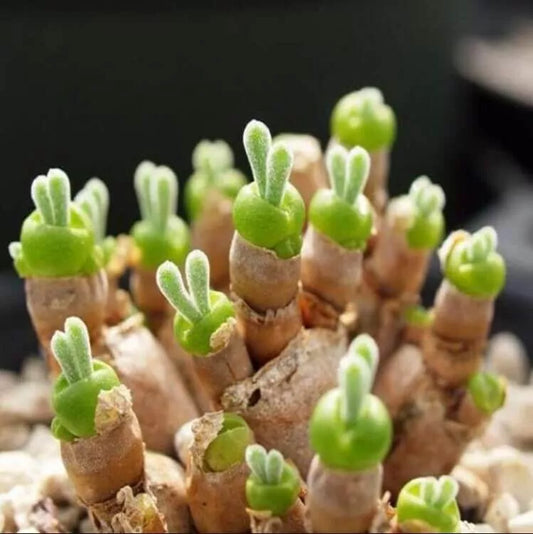 Monilaria Obconica Bunny Succulent Seeds Pack of 100 – Unique Bunny-Shaped Leaves for Indoor Gardening and Plant Collection