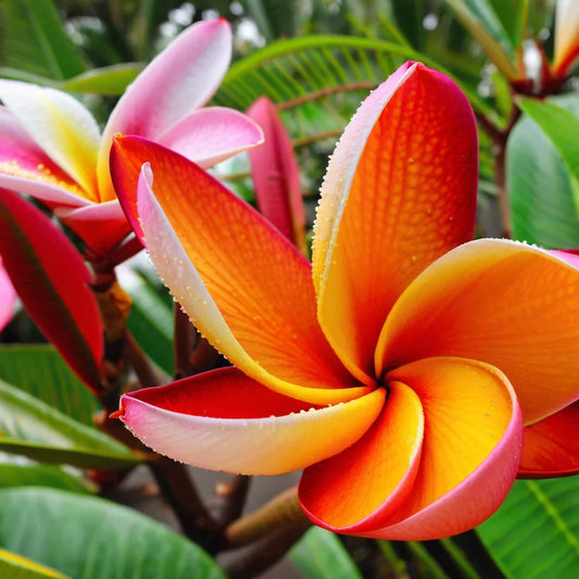 Orange Plumeria Seeds - 5 Perennial Hawaiian Flower Seeds - Plumeria rubra - Tropical Garden, Fragrant, Easy to Grow