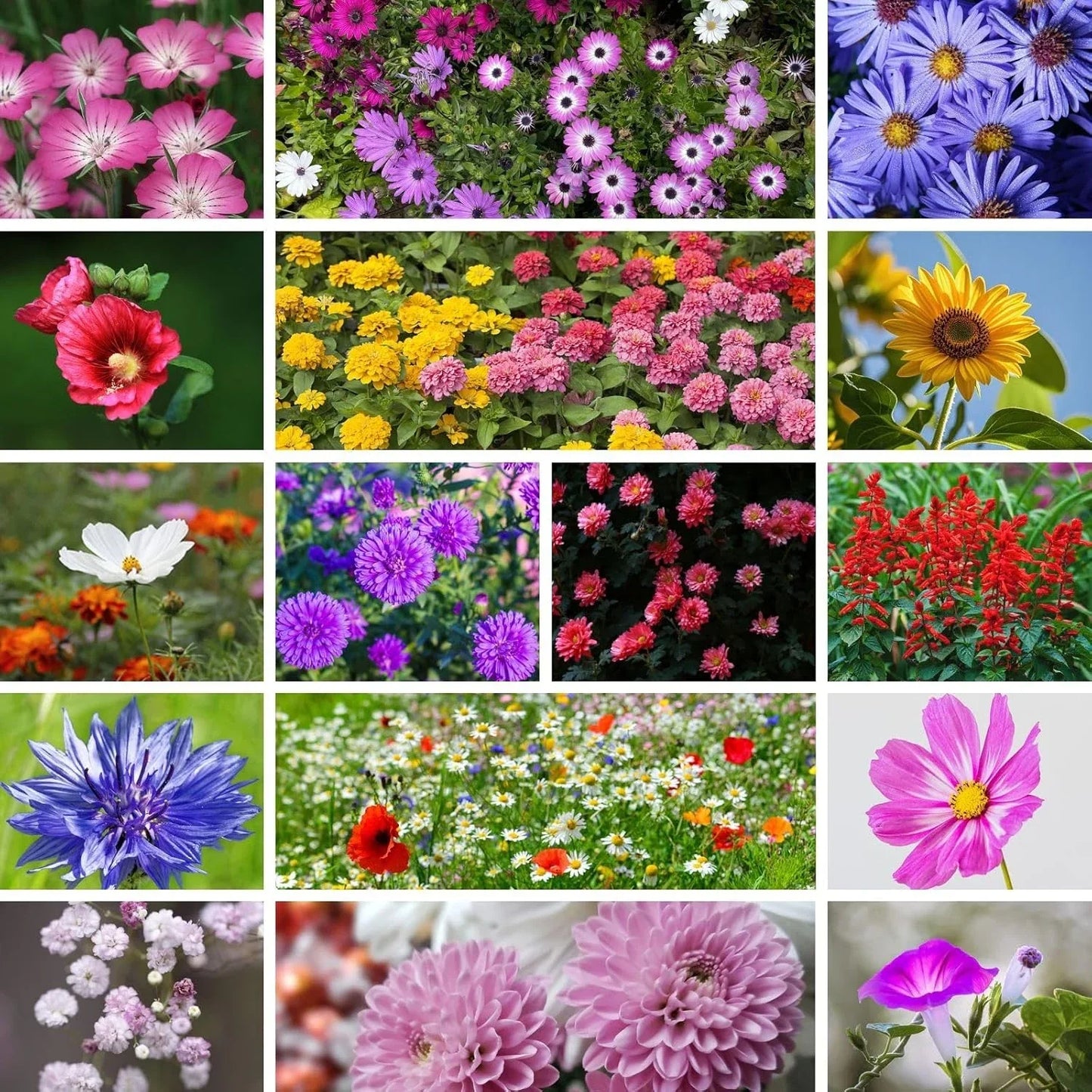Wildflower Seeds Mix - 20,000+ Non-GMO Annual & Perennial Seeds - 15+ Varieties for Gardens & Pollinators