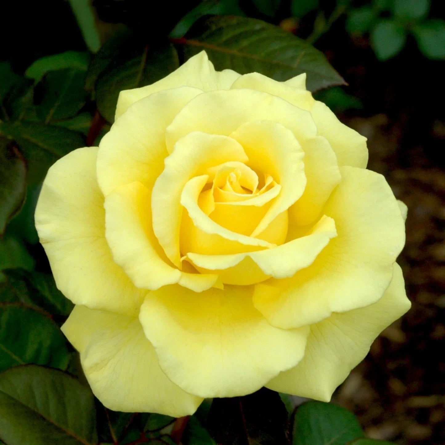 Yellow Texas Rose Cuttings – Rosa 'Yellow Texas' – Rooting Garden Plants for Pollinators and Fragrant Gardens (3 Pack)