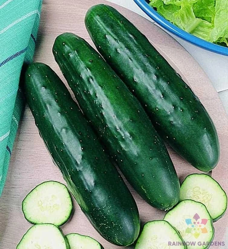 Fanfare Cucumber Seeds Pack – 25+ Non-GMO Cucumis sativus for Home Garden, Salad & Pickling, USA Grown, Free Shipping