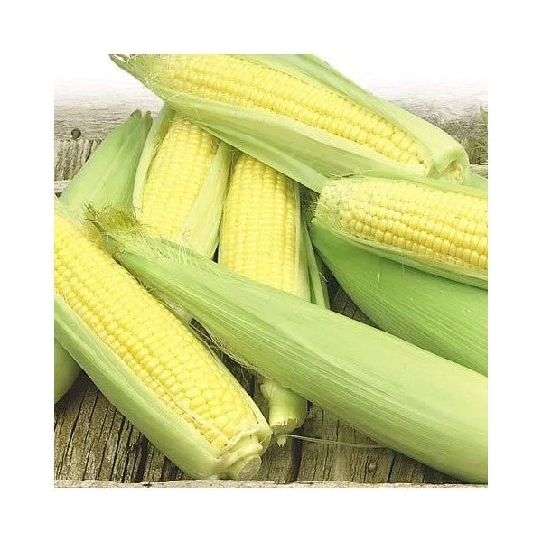 Sweet Corn Seeds - Golden Bantam, Super Sweet, Zea mays, Non-GMO, Open-Pollinated, Tall Stalks, Golden Yellow, Vegetable Seed Packet