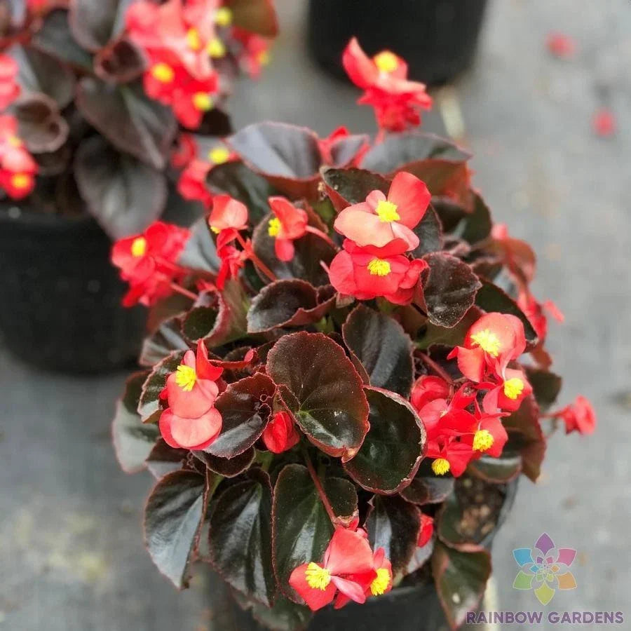 Cocktail Vodka Begonia Seeds - 25+ Premium Seeds - Begonia x erythrophylla - Vibrant Foliage for Garden Planting