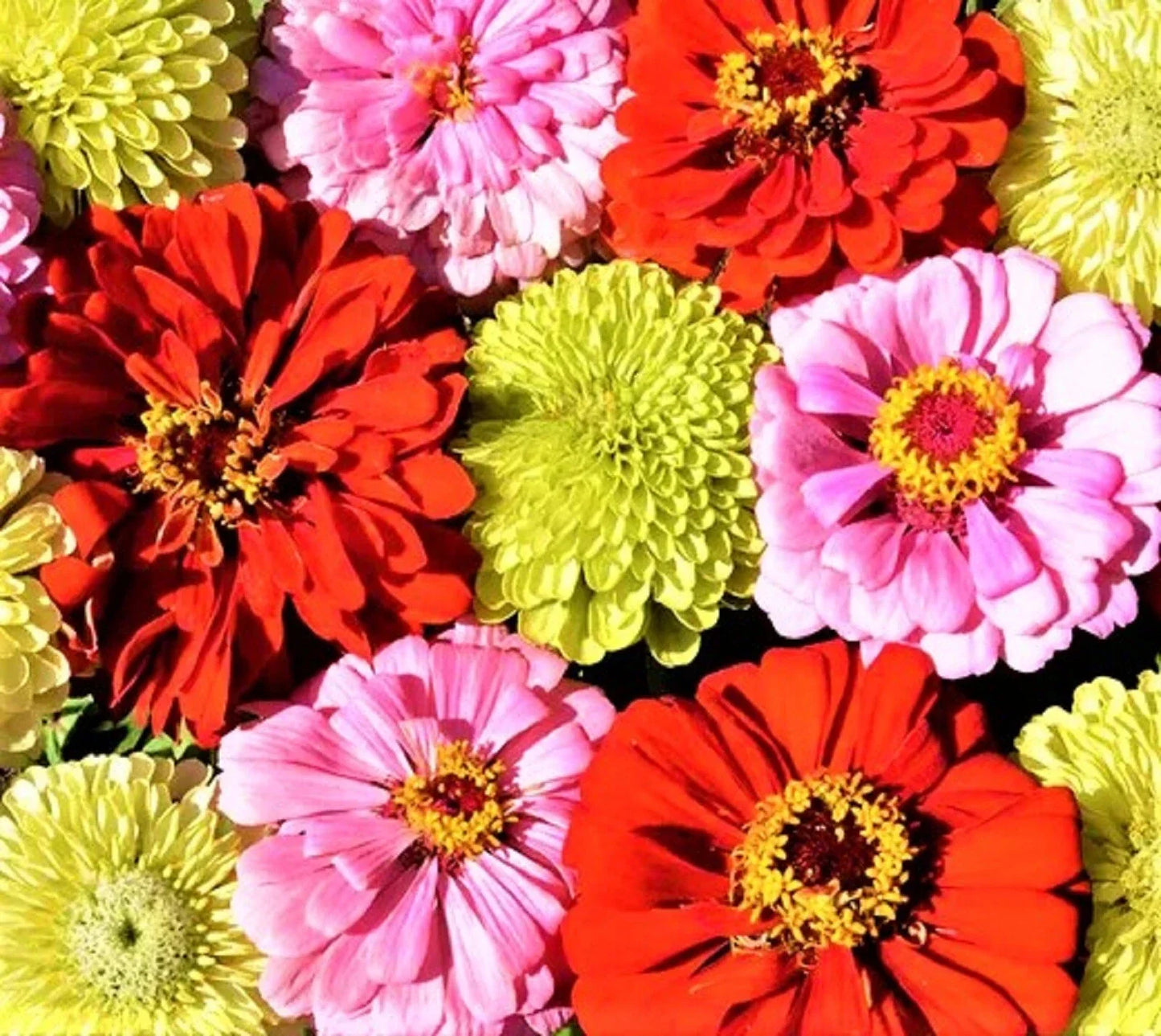 Pink Lemonade Zinnia Seed Mix - 100+ Non-GMO Zinnia elegans Seeds for Colorful Gardens, Borders & Containers