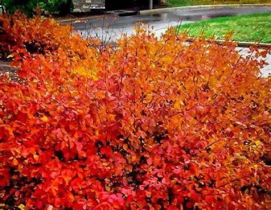 Konza Fragrant Sumac Seeds - Rhus aromatica Konza, Aromatic Shrub for Landscaping & Erosion Control, 20 Seeds