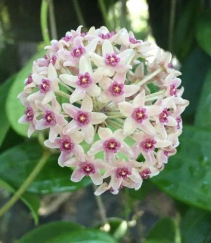Hoya Plant in 2.5" Pot – Hoya hanhiae – Indoor Houseplant for Easy Care, Decorative Foliage, Low Maintenance, Compact Greenery