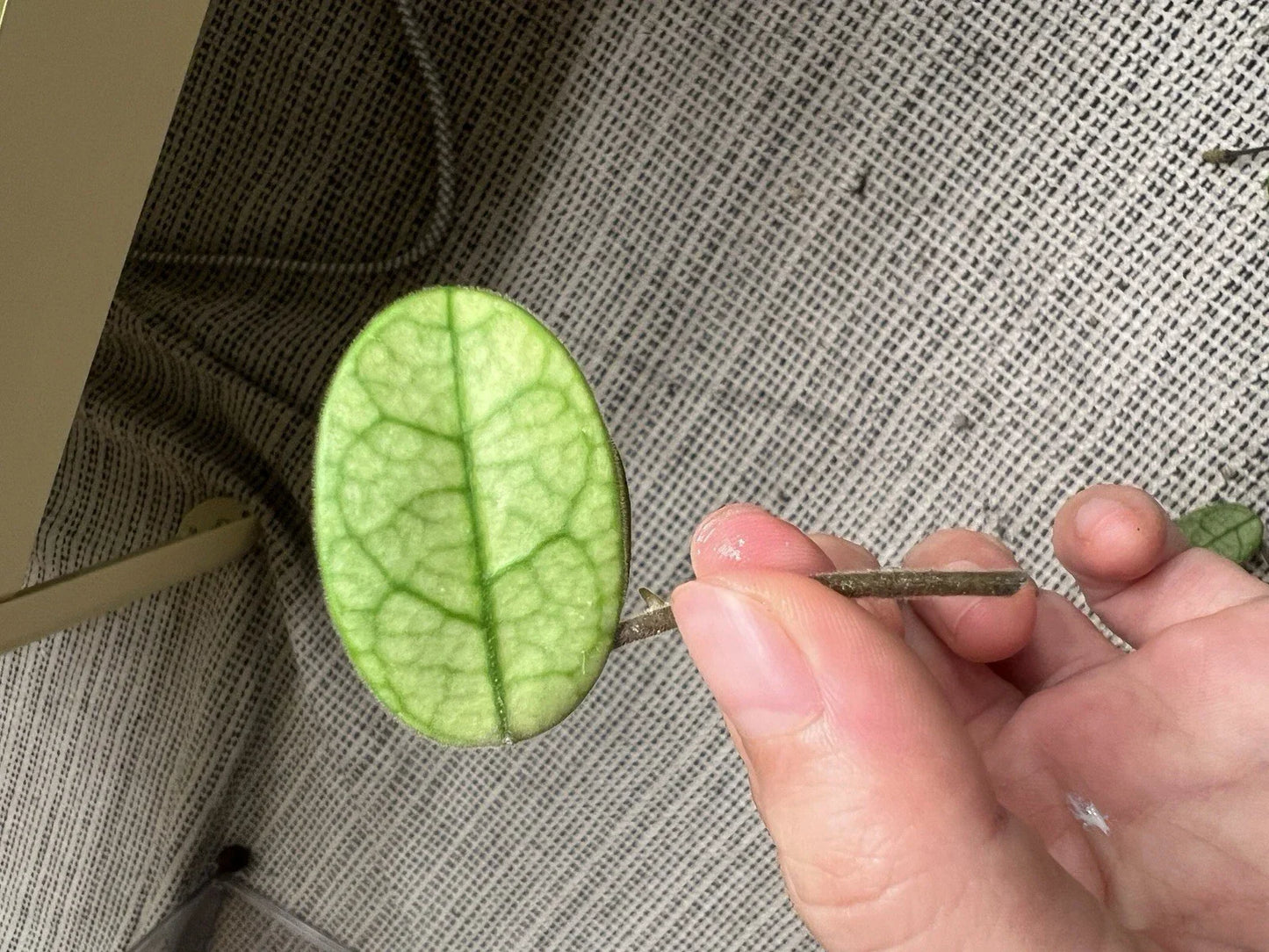 Hoya Cutting - Lyi Noid - Rare Houseplant Propagation - Hoya spp. - Unique Foliage, Easy Care, Indoor Plant