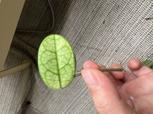 Hoya Cutting - Lyi Noid - Rare Houseplant Propagation - Hoya spp. - Unique Foliage, Easy Care, Indoor Plant