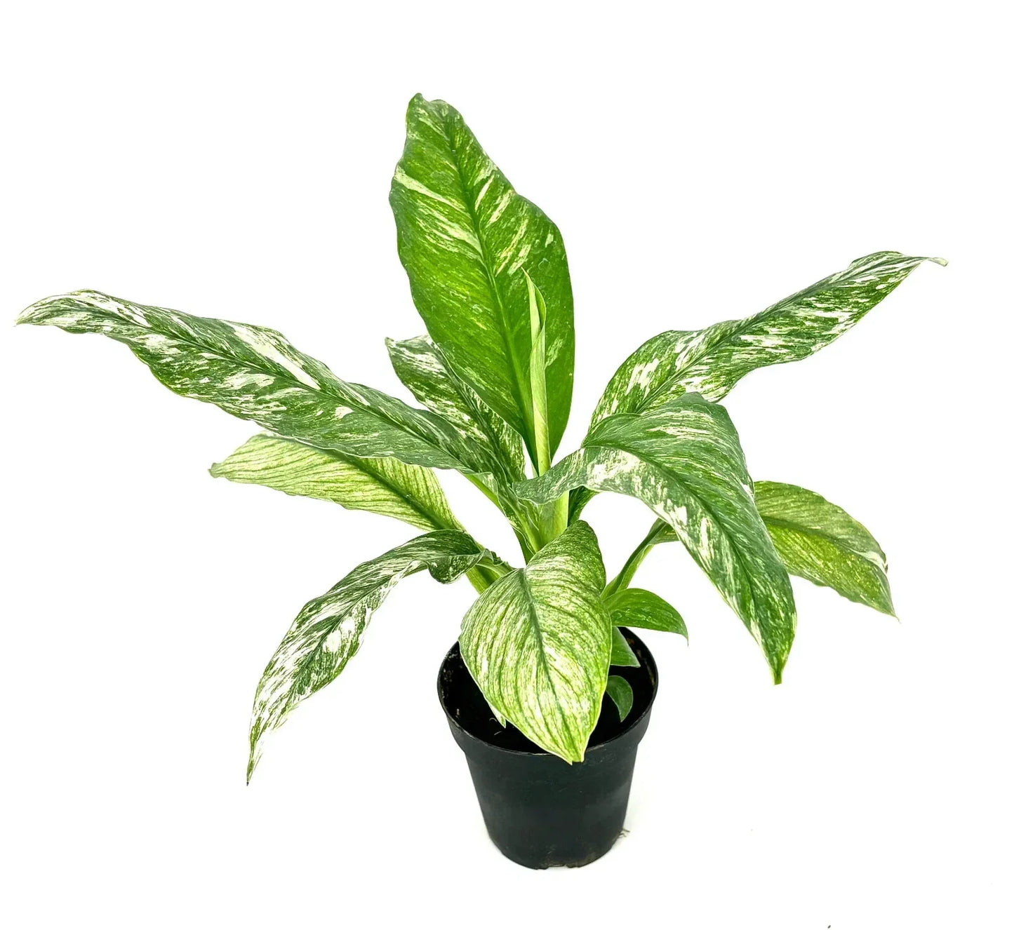 Variegated Peace Lily Plant 3.5” Pot, Air Purifying Houseplant, Spathiphyllum, Indoor Decorative Plant