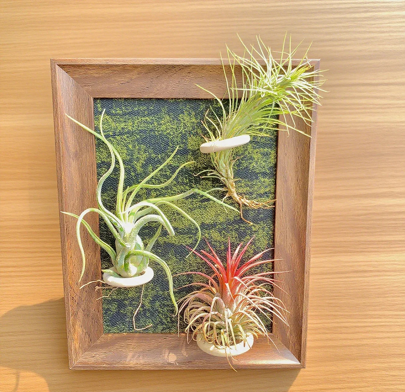 Air Plants Frame 8" with Funckiana, Caput-Medusae & Ionantha Stricta - Tillandsia Collection - Low Maintenance Indoor Plants