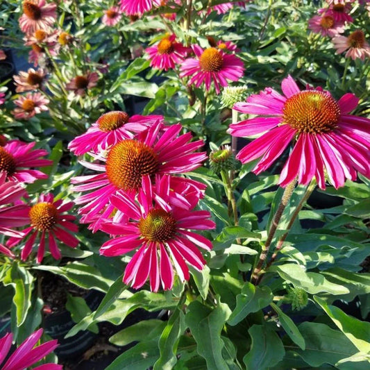 Kissmet Raspberry Coneflower Seeds – Echinacea purpurea Perennial Flower, Vibrant Pink Blooms, Butterfly & Bee Attractant, 50 Seeds