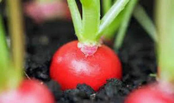 Radish Seeds - Cherry Belle Heirloom Non-GMO Vegetable Seeds for Home Gardening - Raphanus sativus, 500+ Pack