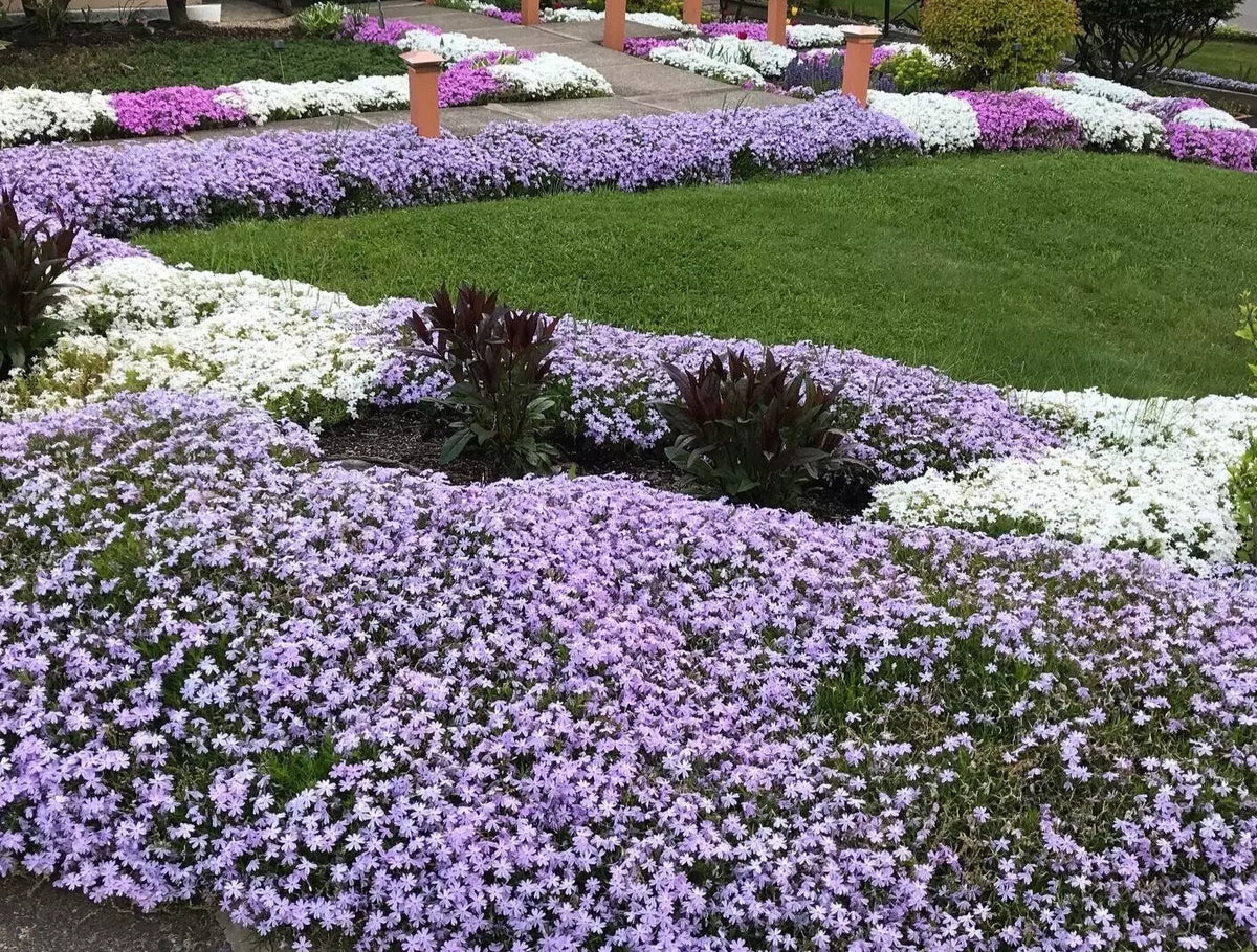 Creeping Phlox Ground Cover Bundle - 40 Bare Root Lavender Deer-Proof Perennials (Phlox subulata) for Landscaping